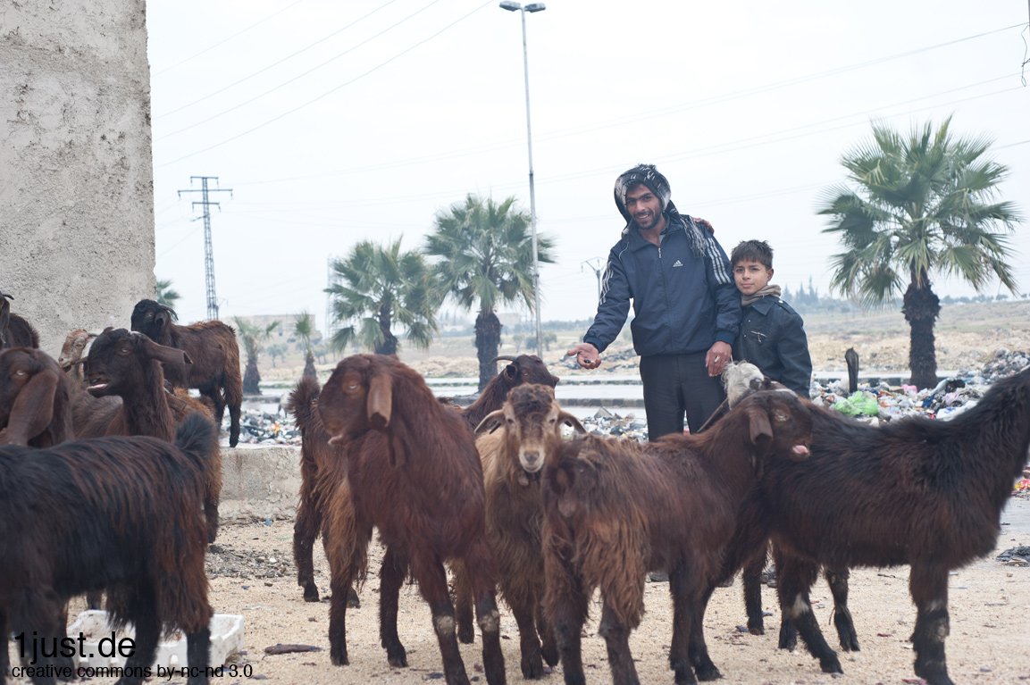 Aleppo – Shepherd with his flock outside the city